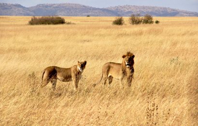 Lions spotted at the Masai Mara Photo source: gotukio.com