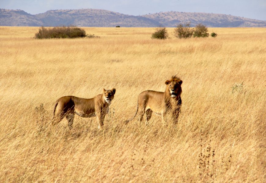 Top 5 Safari Destinations in Africa for Unforgettable Experiences